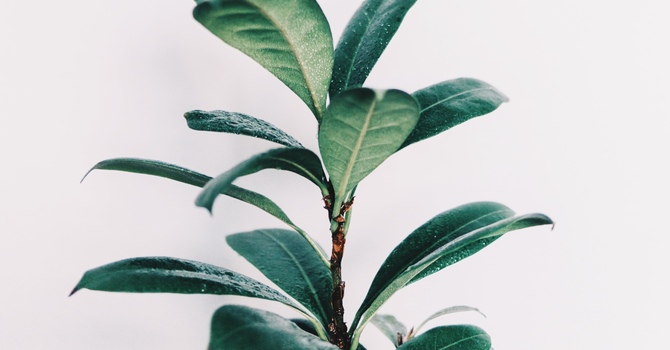 Acupuncture and Herbal Medicine